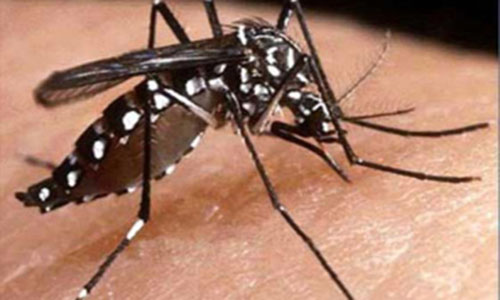 Dengue, pulsera repelente y prevención