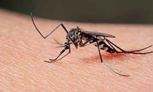 Enfermedades provocadas por mosquitos