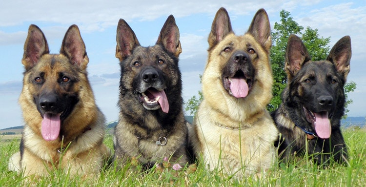 Perros entrenados, un programa diferente