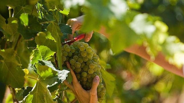 Tiempo de uvas