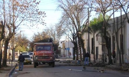 Censo para árboles del barrio de Boedo