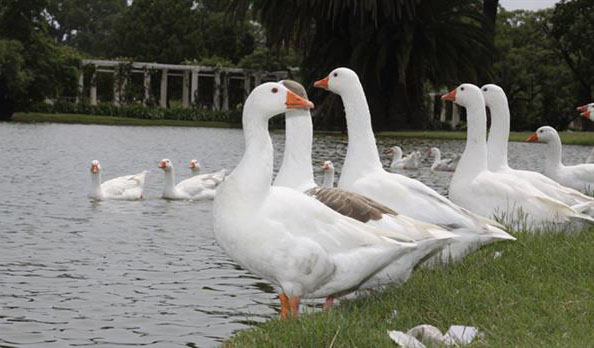 Peligran las aves de los Lagos de Palermo