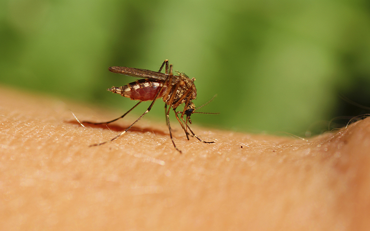 Comienza el Plan Preventivo para combatir el dengue en la Ciudad