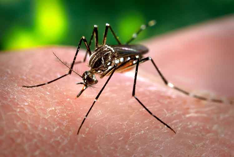 Juntos le ganamos al mosquito “Aedes Aegypti”