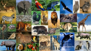 animales_exoticos