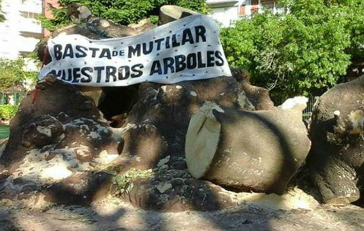 Descontento por el ombú tallado de parque Rivadavia