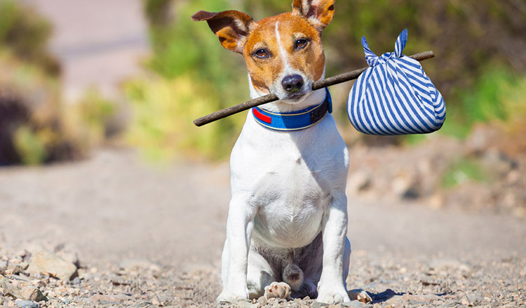 Exitoso día del animal y un Buenos Aires solidario