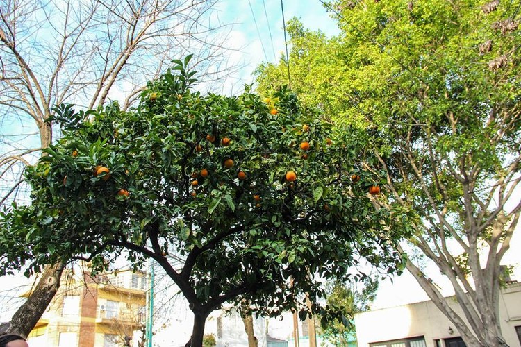 Caminatas organizadas para conocer los árboles frutales de CABA