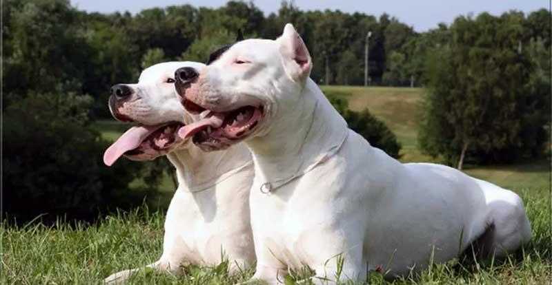 CABA: Inicia el registro de perros de raza potencialmente peligrosos