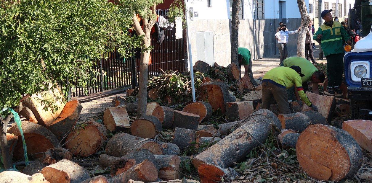 En CABA la justicia volvió a frenar la poda de árboles y los vecinos denuncian mutilaciones