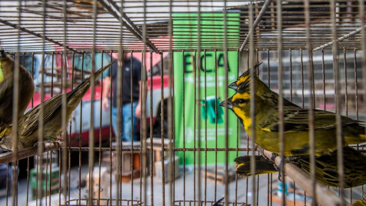 Desarticulan red de tráfico de fauna que funcionaba en cinco provincias argentinas